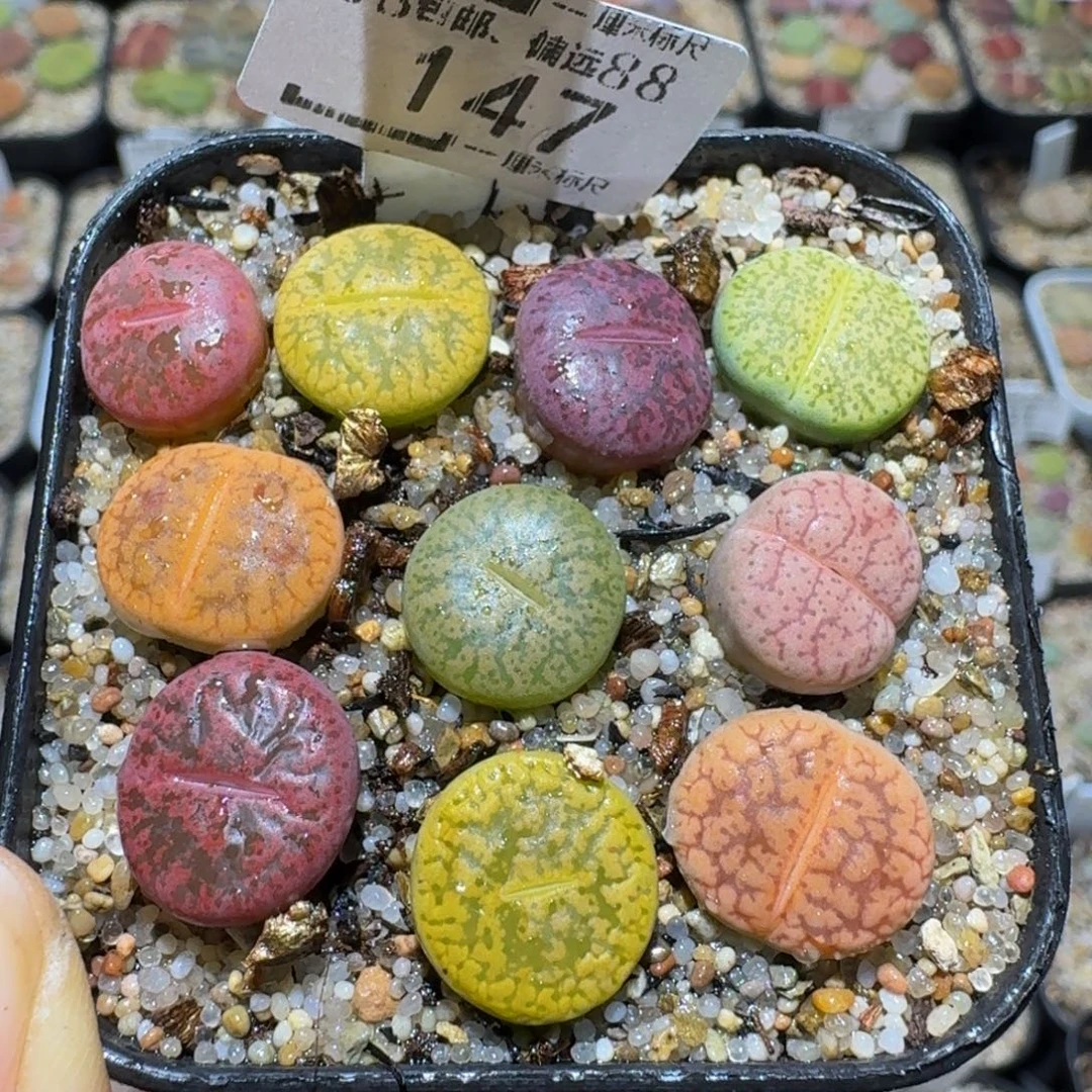 Sssss精品生石花147