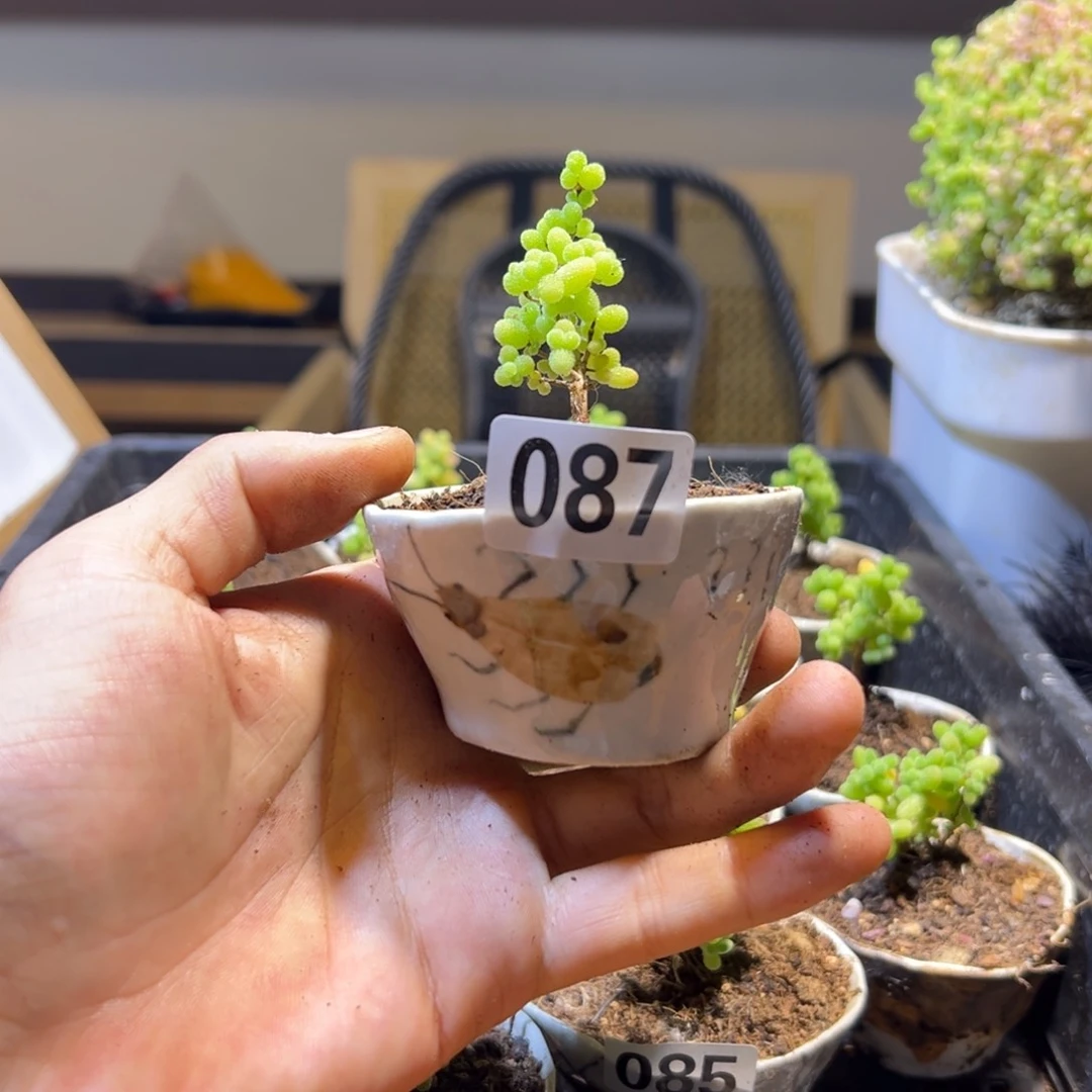 枝干番杏多肉植物087