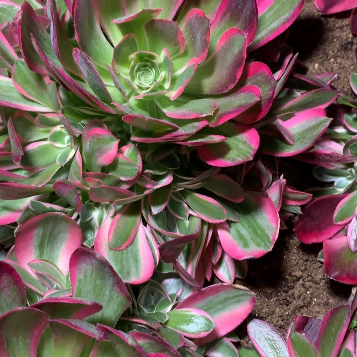 心**成900多肉植物一物一拍