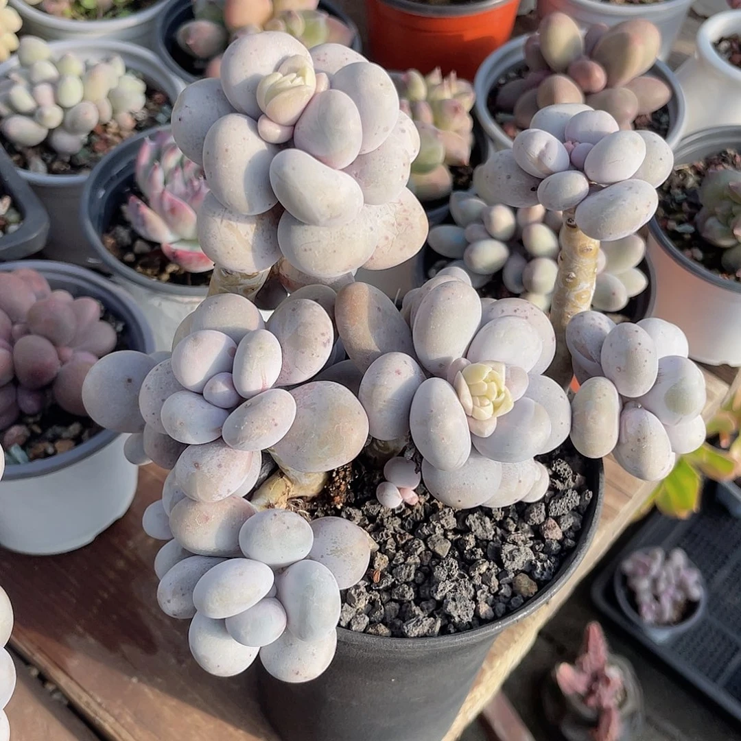 烟美人 14头 脱土发货 10口盆