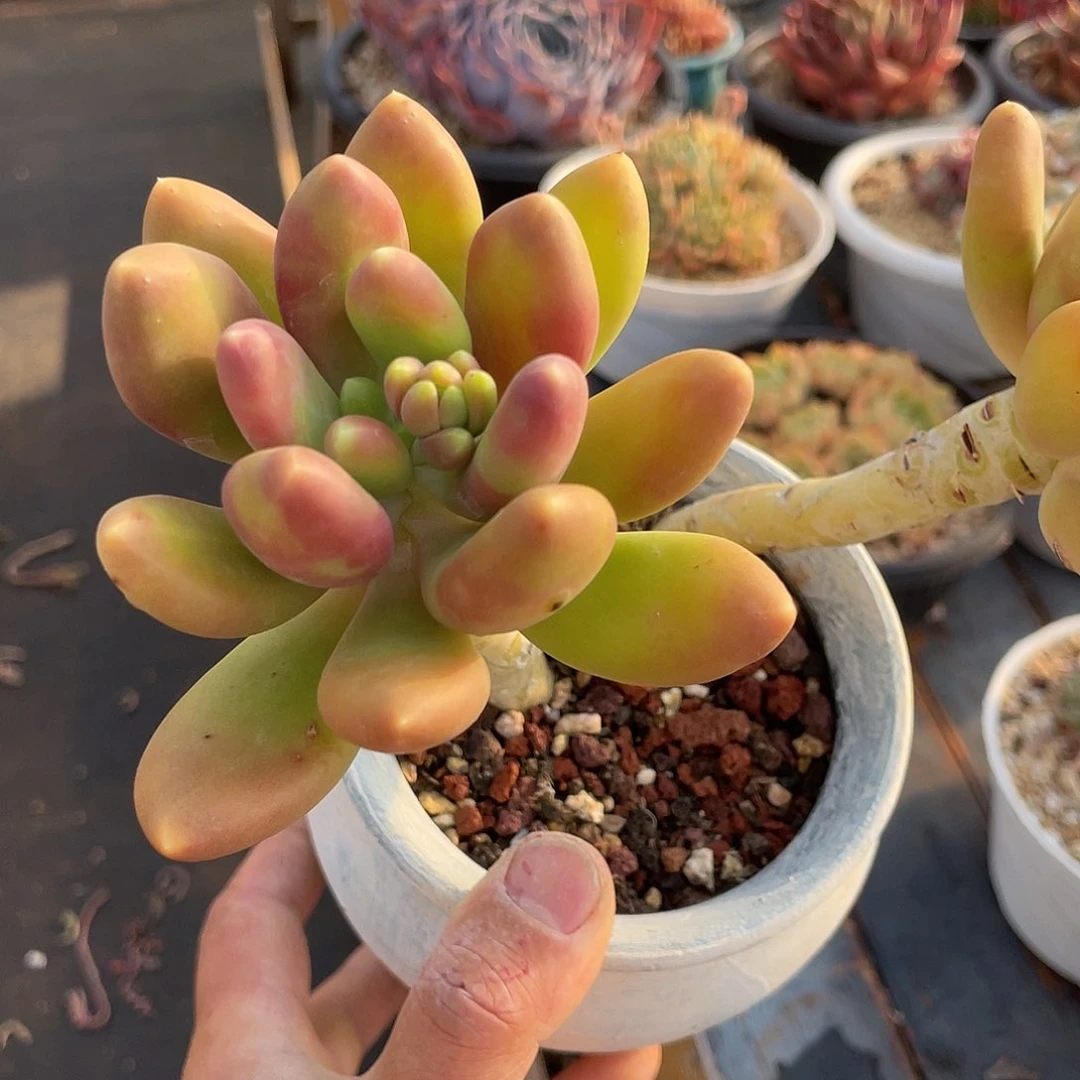 孙*娘多肉植物一物一拍