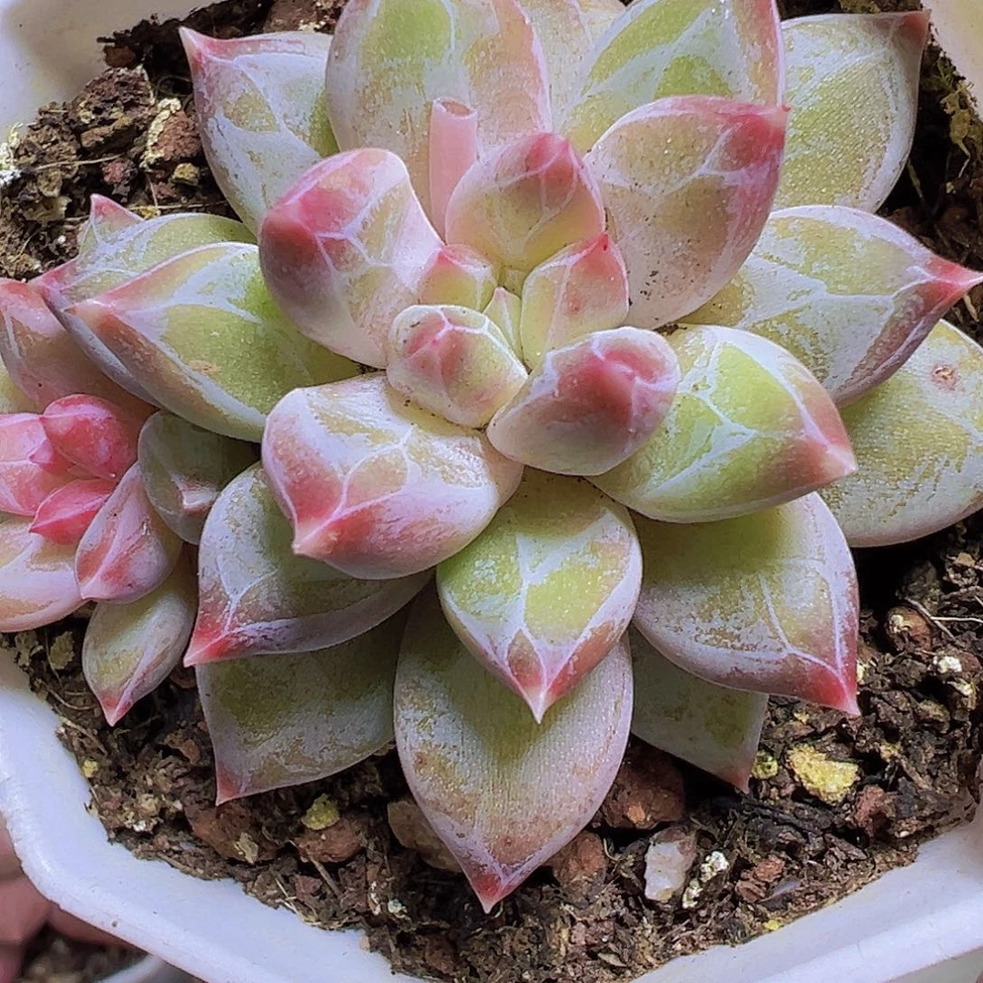 幻影美人19包邮多肉