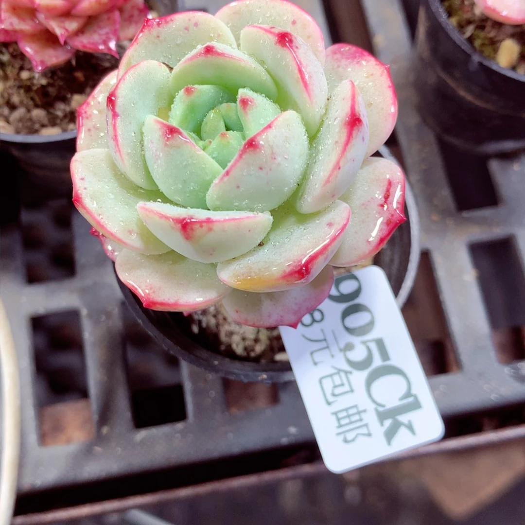 5厘米盆精控多肉905