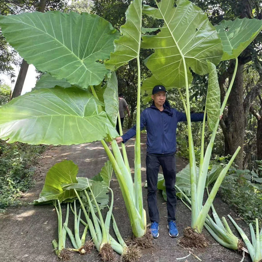 网红象耳芋大叶芋头绿植室内外均可种植打造自然美学