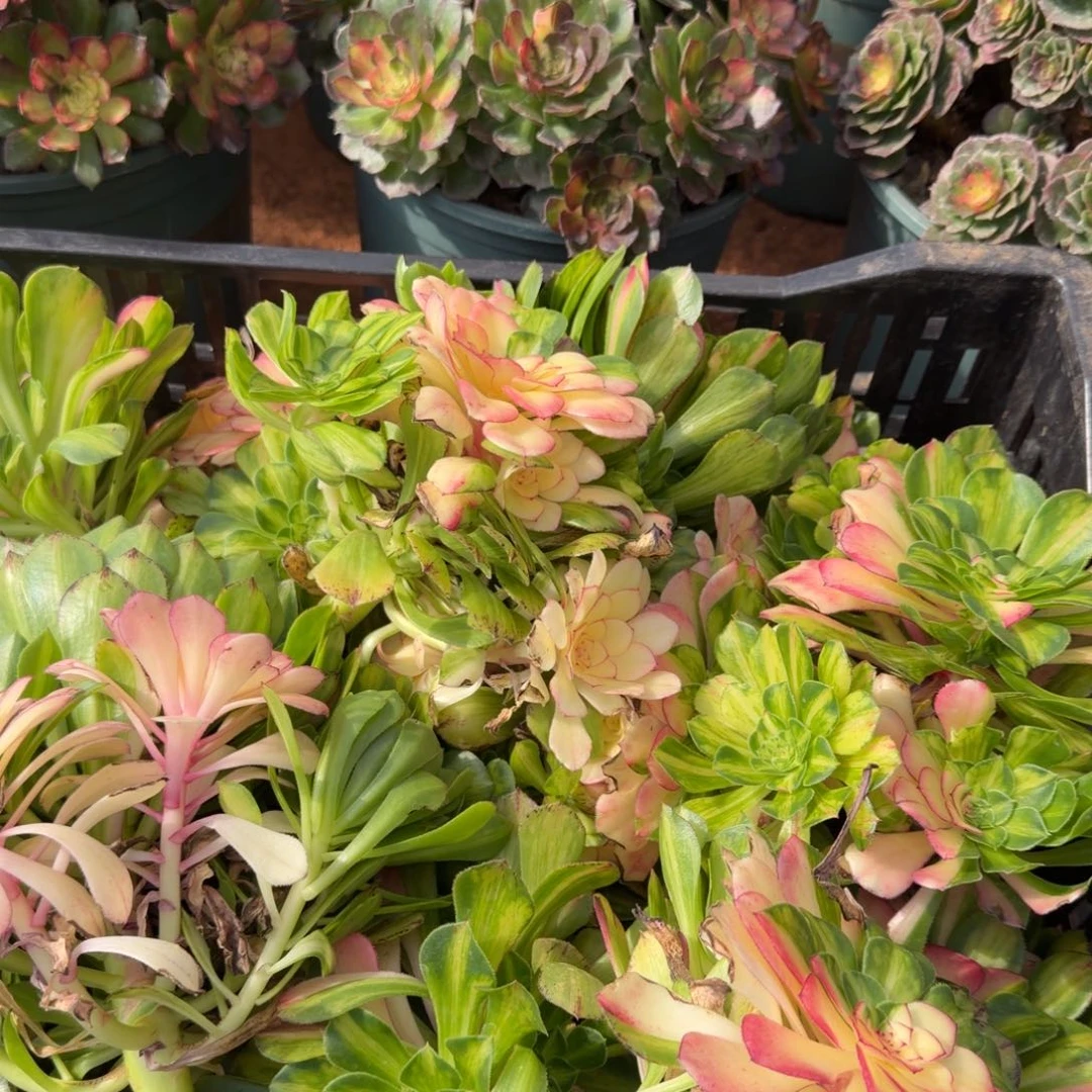 知否。知否无根多肉植物