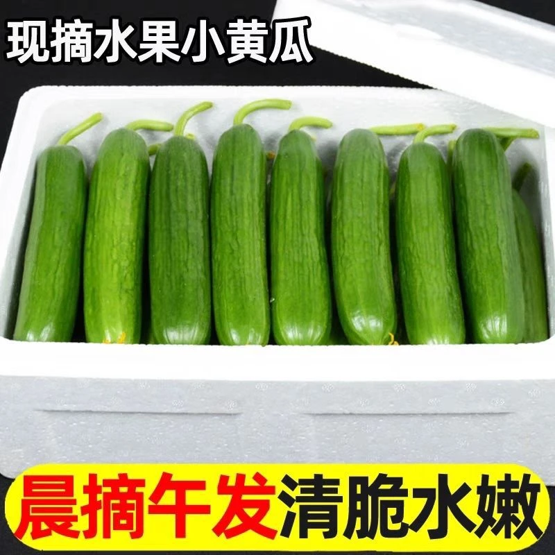 山东寿光水果小黄瓜新鲜采摘应季小黄瓜净重4.5斤带箱5斤
