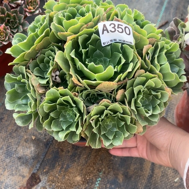 绿杨蓉多肉植物350.