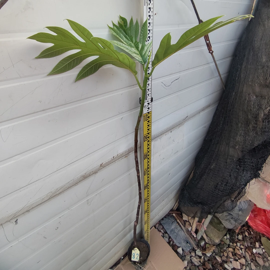 面包树面包果大杯苗82号罗蜜树马槟榔面磅树庭院大型绿植结果绿植