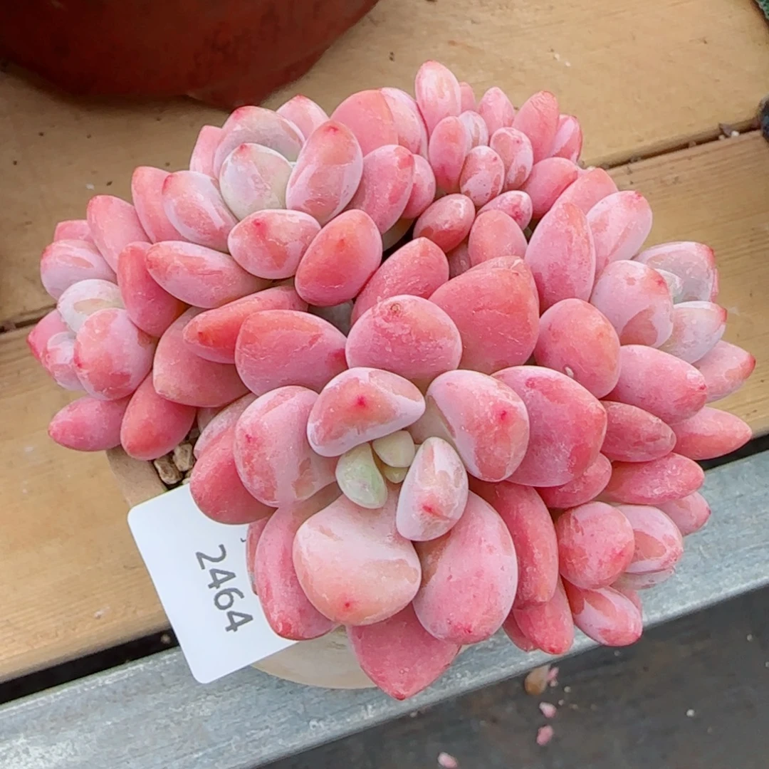 洛神无砍，2464多肉植物