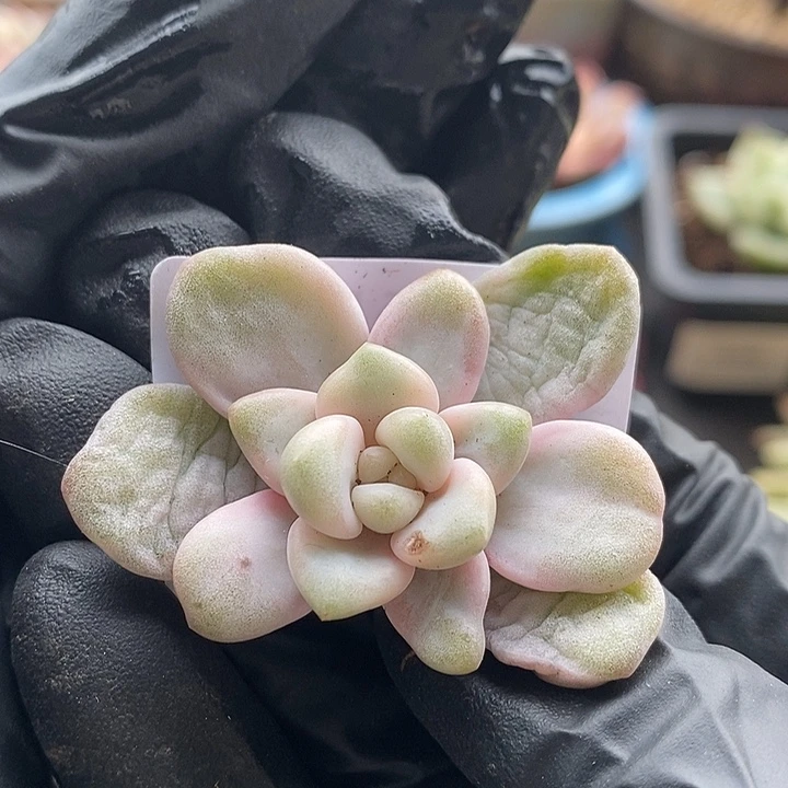 花班路锦多肉植物
