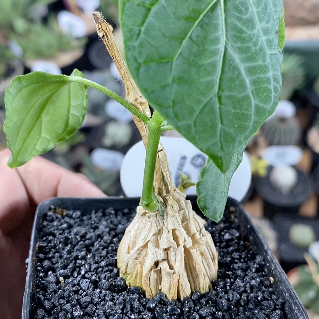 169号实生龟甲萝藦3.2cm