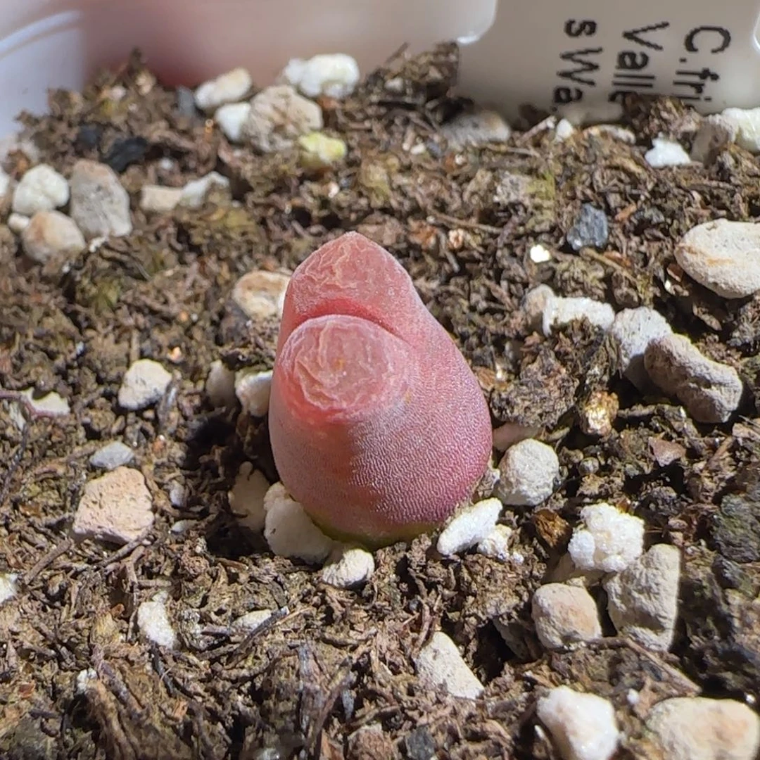 肉锥多肉植物组合-泰坦峡谷1689