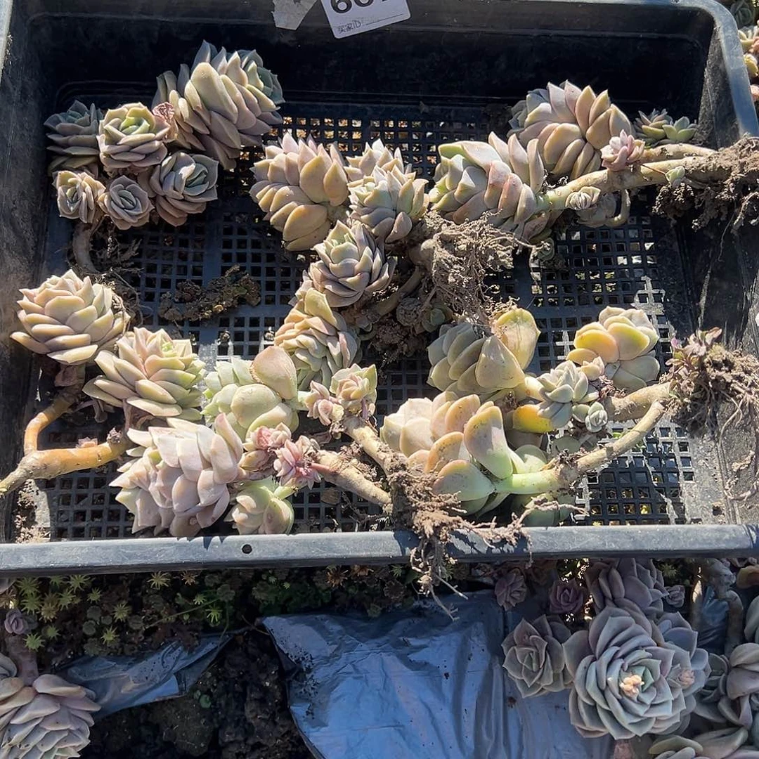 刘***婉667不售后6颗