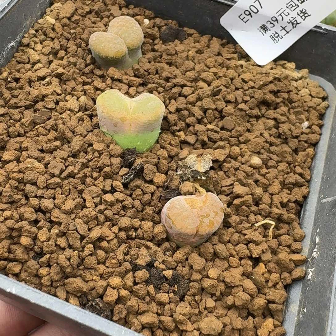 907哈哈哈哈哈哈哈哈给哈