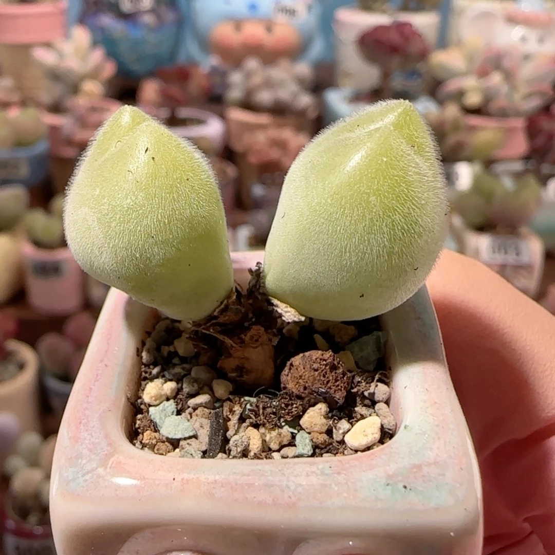 双头造型毛翠 盆口2.5cm
