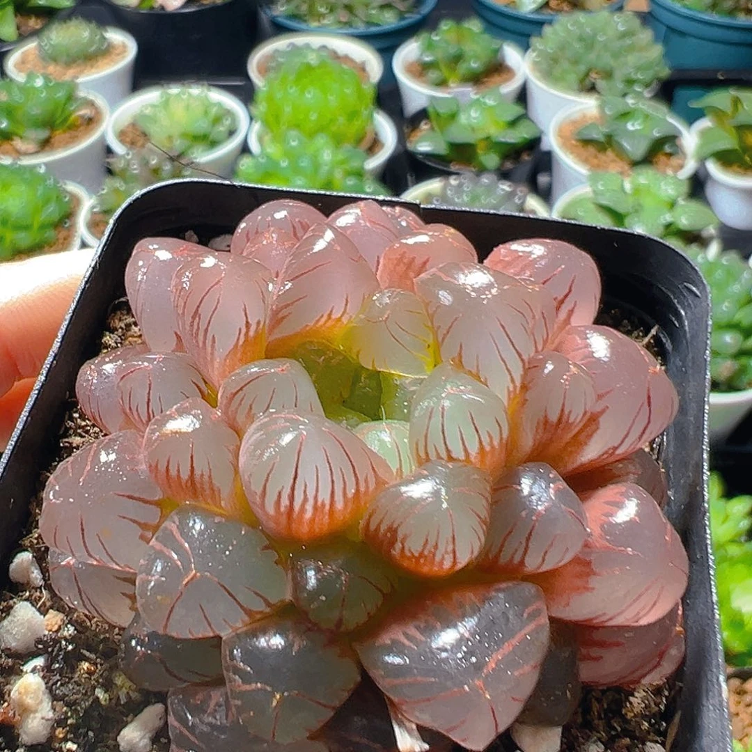 玲珑玉露多肉植物一颗