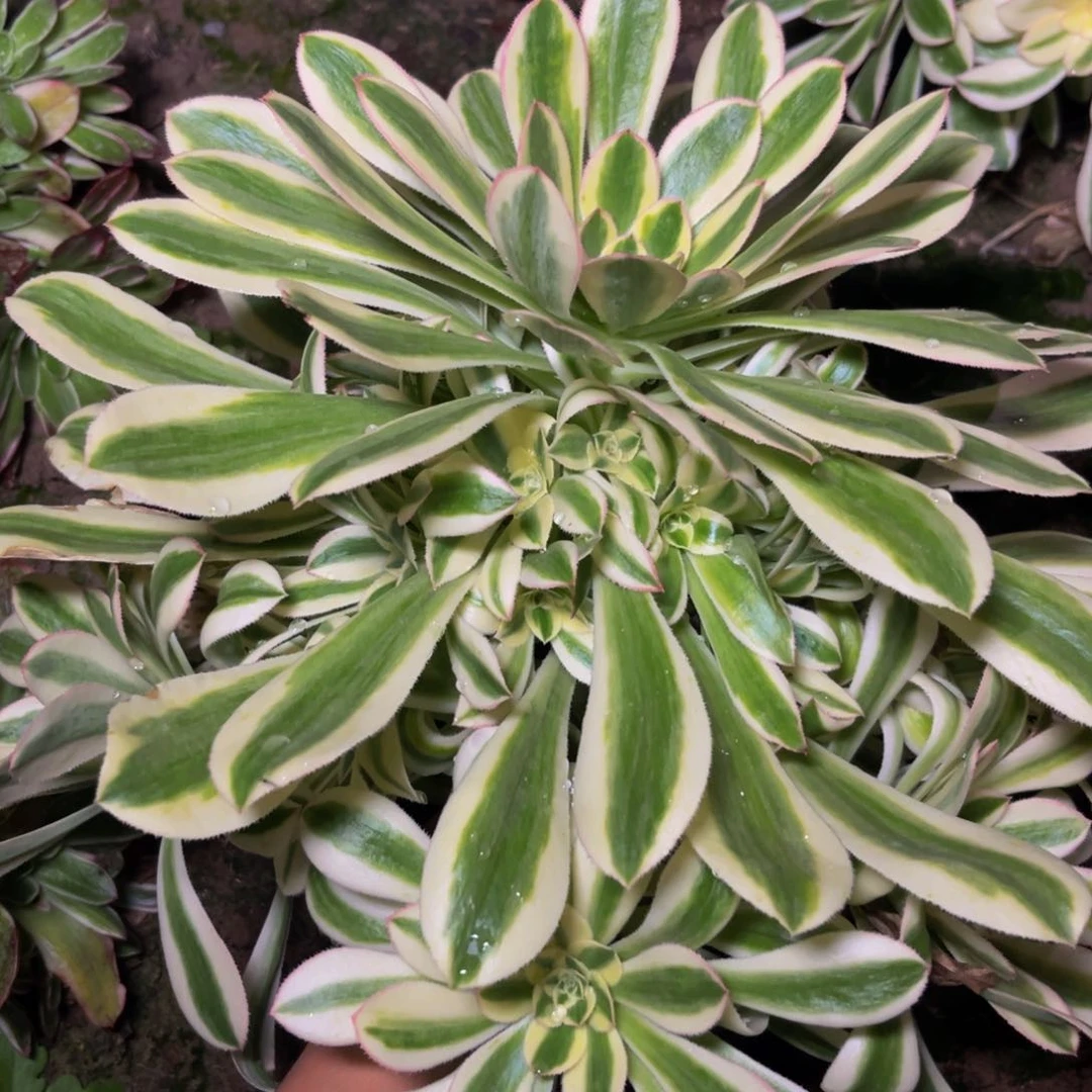 保时捷多肉植物捧花的