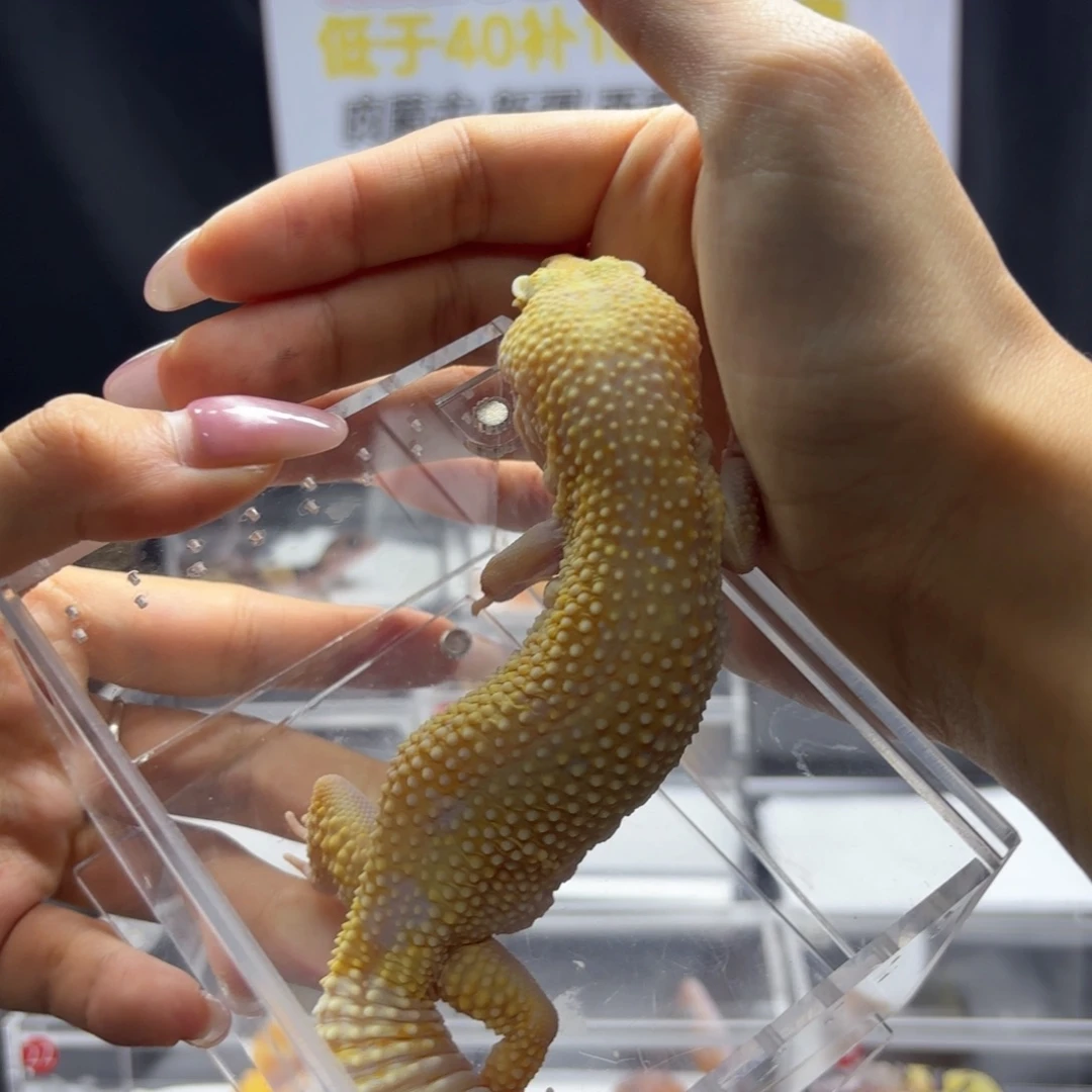 豹纹守宫无纹暴龙妹妹