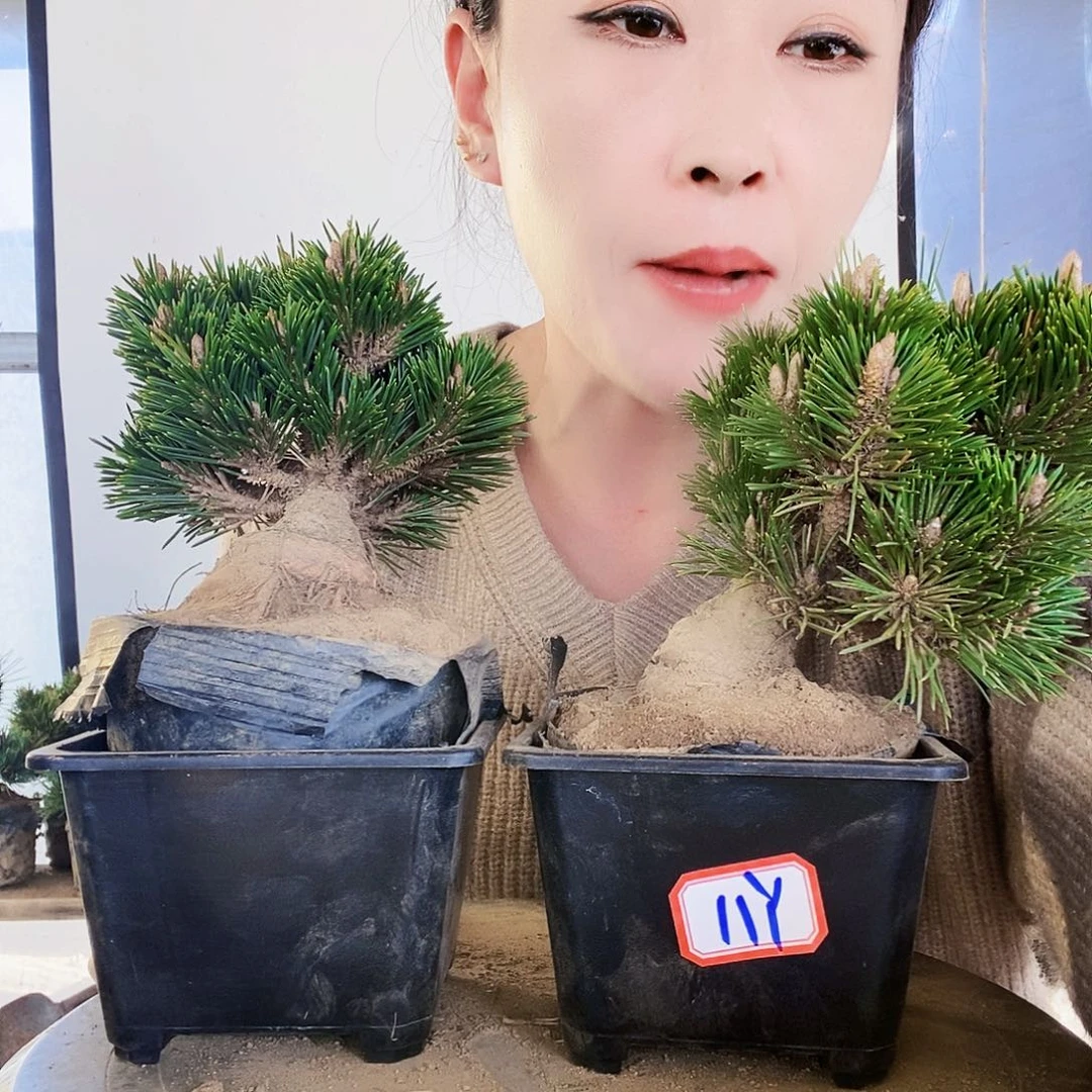 无花朵植物形态多年生草本