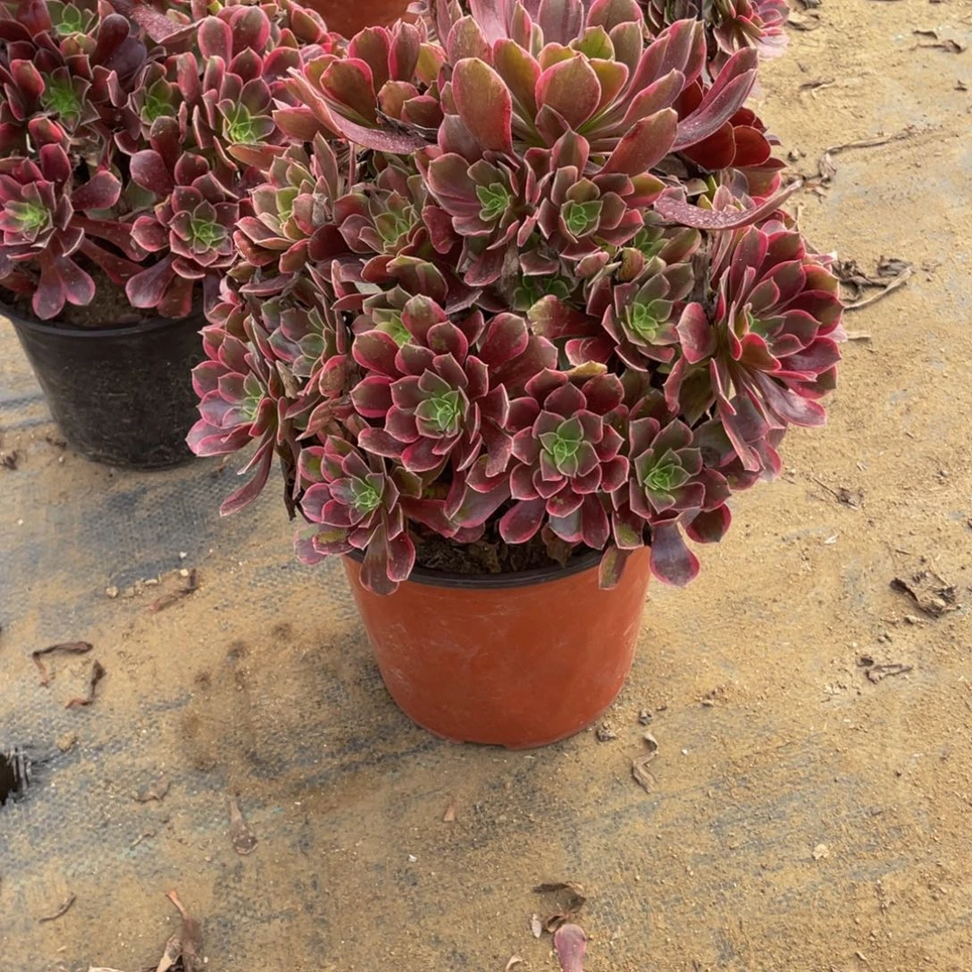 667金丝雀法师多肉断枝不包