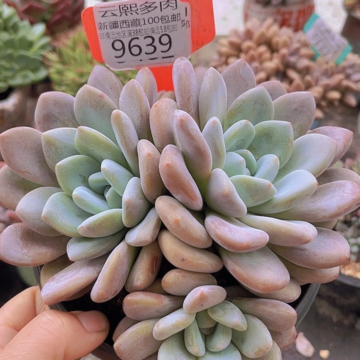 9639果糖。