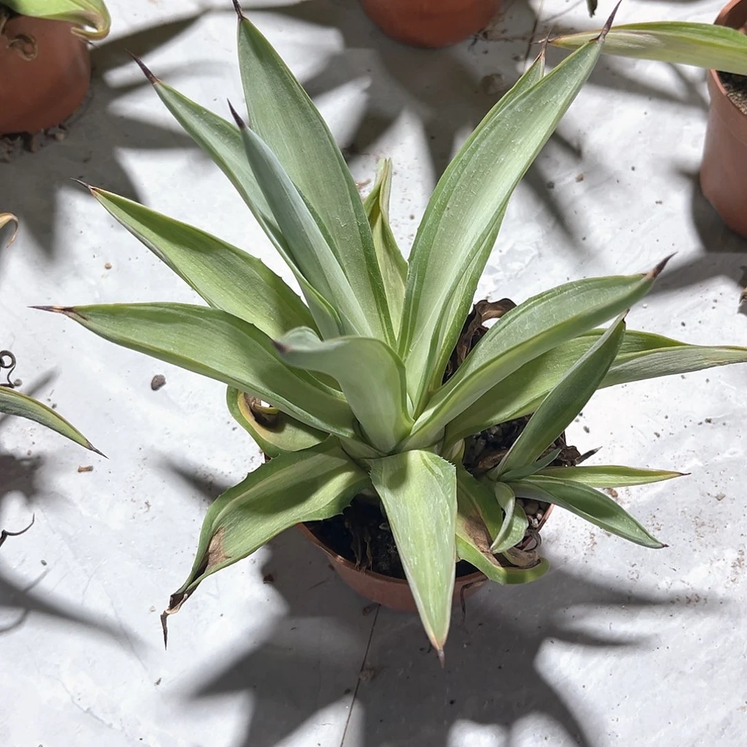 ฅ****美国块银25米