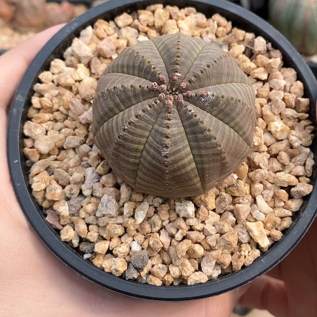 欧系实生布纹球多肉植物