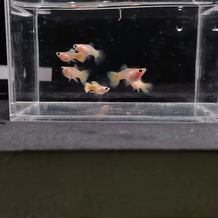 孔雀鱼编号42黄金玻璃猫