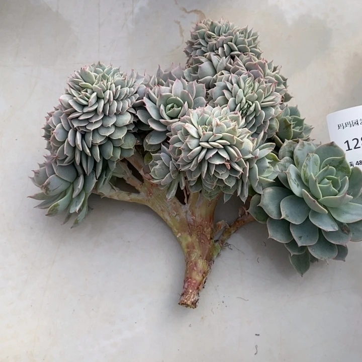 雪域蓝巴黎缀化多肉多肉282