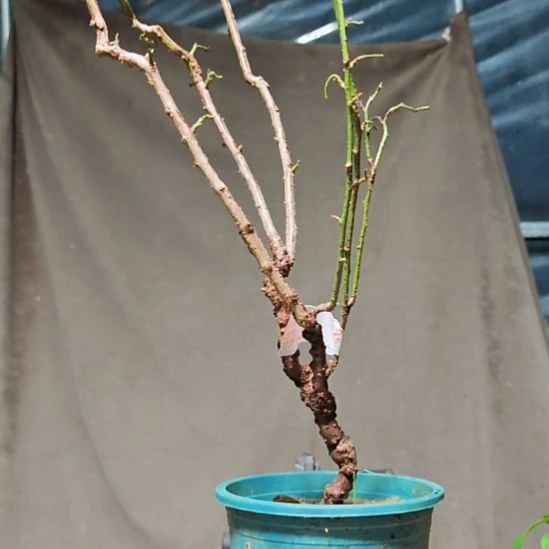 哈***哈无花朵漂亮好看好看好看好看