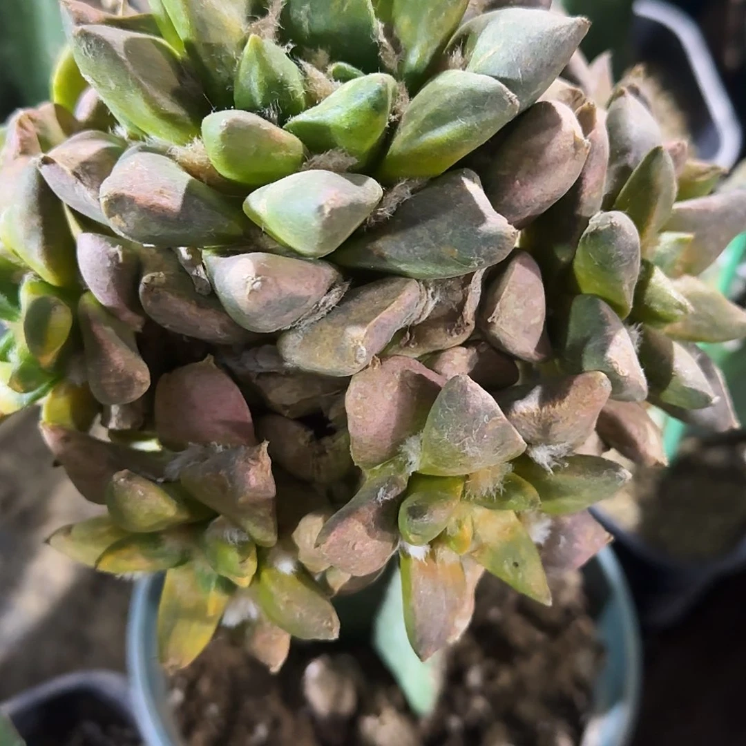 龙尾锦群头071仙人球