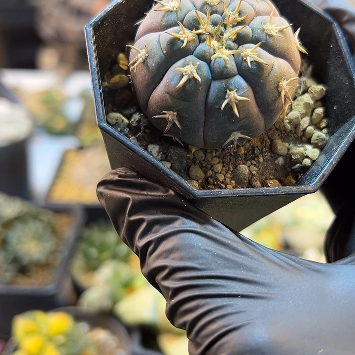 24号实生紫姬猫爪4.1公分