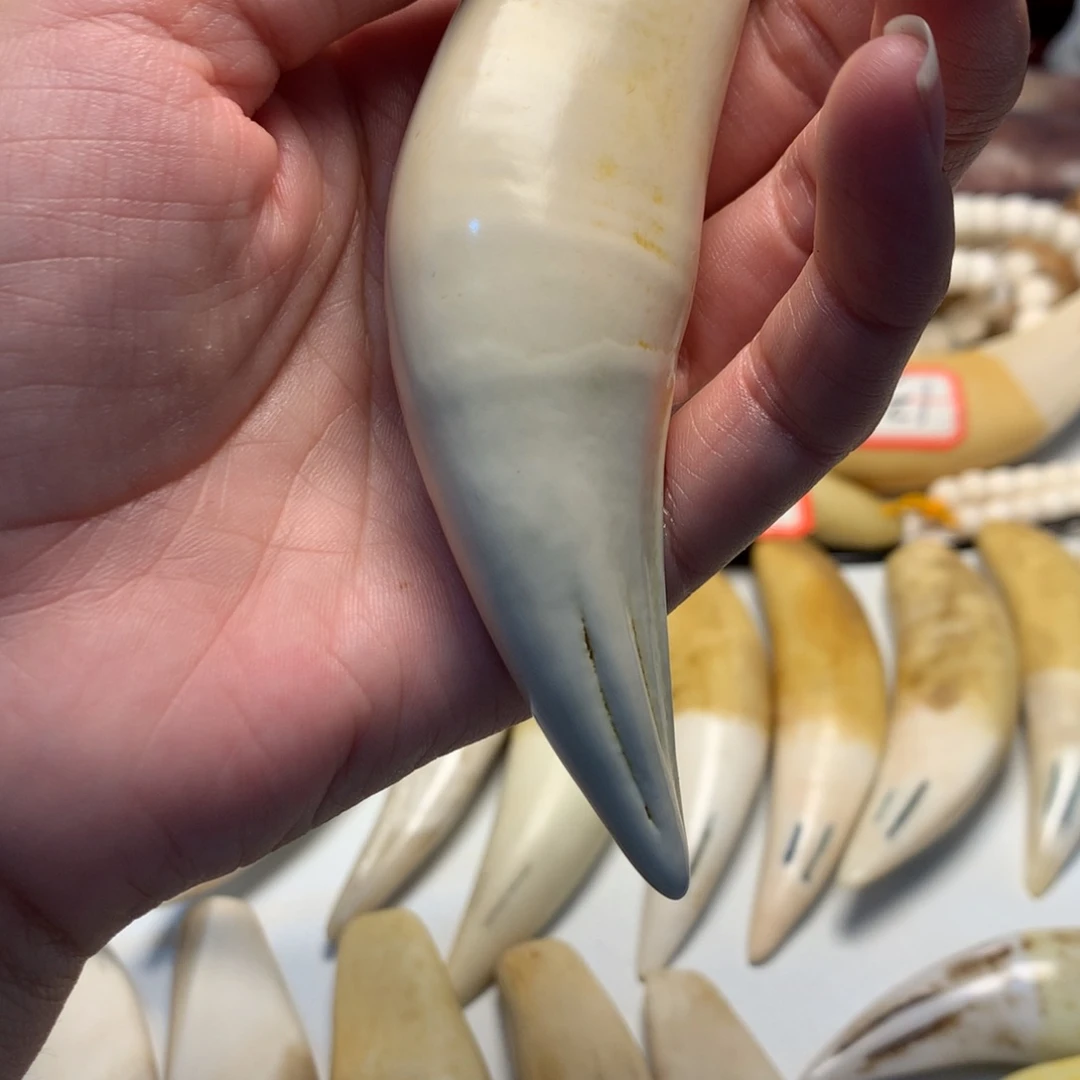 隔***童驼骨把件驼骨把件白色大牙牙