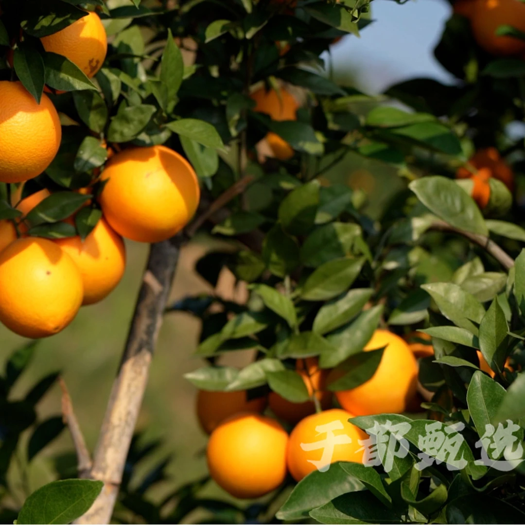 江西赣南脐橙现摘新鲜水果皮薄多汁