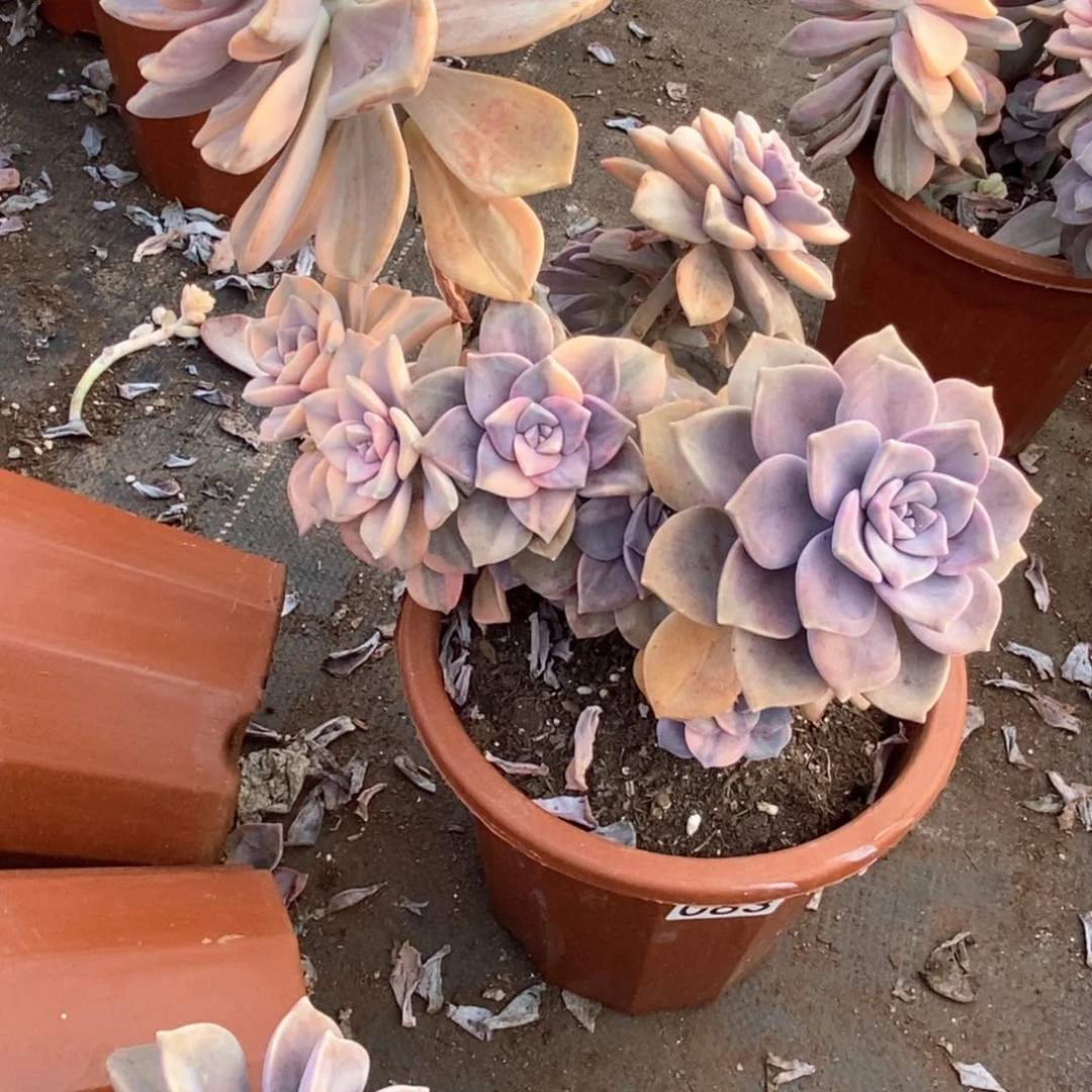 究***桶083 一物一拍紫乐锦