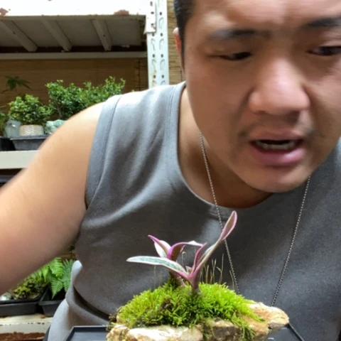 红陶✨****✨一物一拍所见即所得187