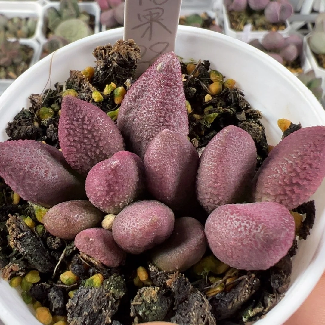 w糖果多肉植物水泡