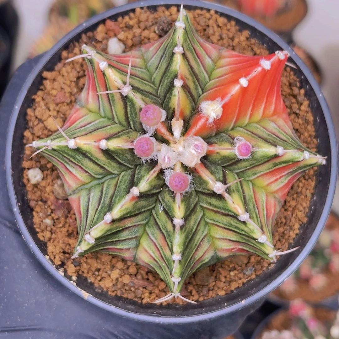 米哈洛维奇022 实生肋骨锦 复棱7.3公分