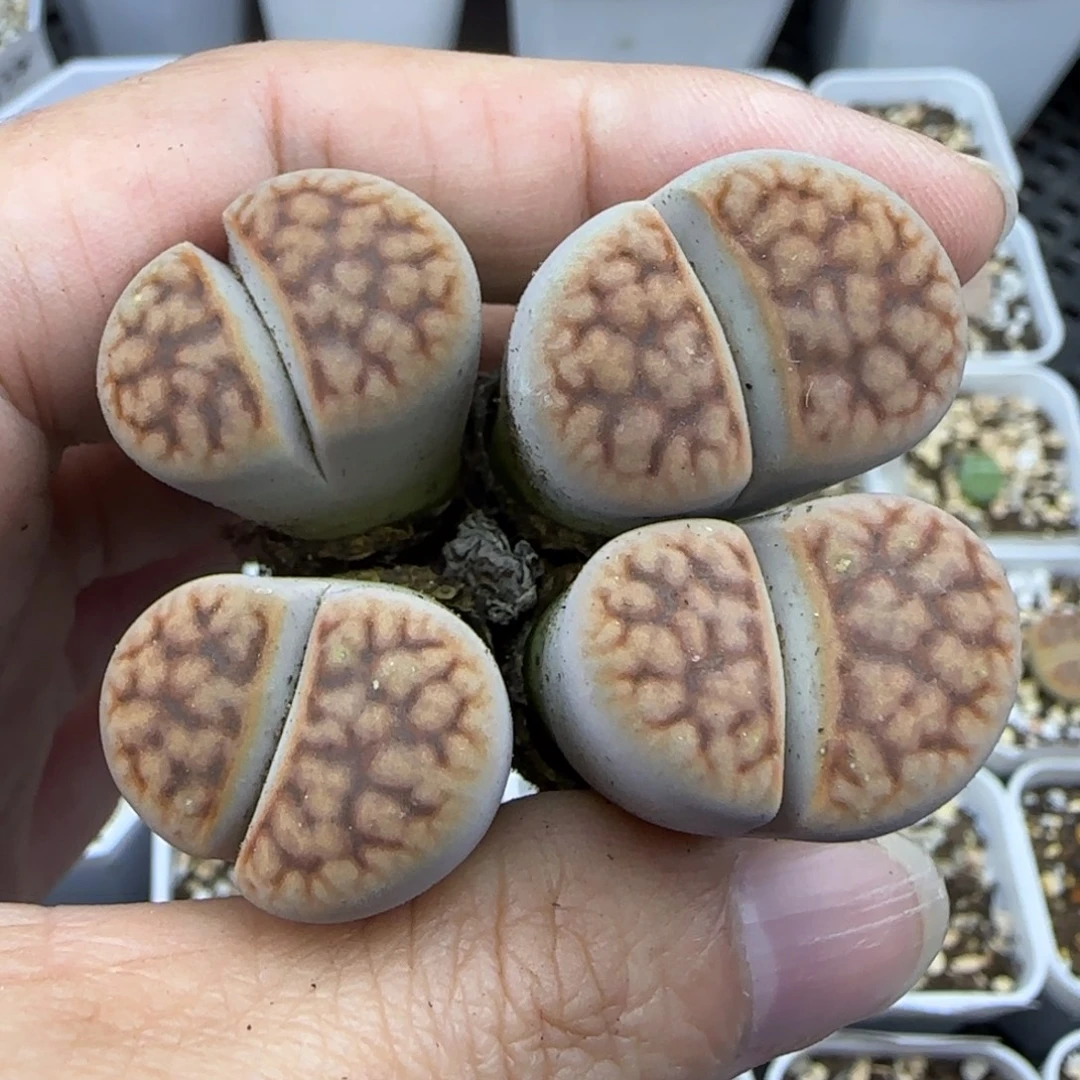 550稍有腿清框福利30包邮