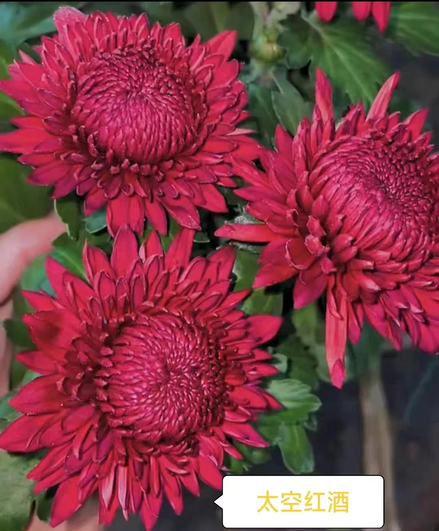 太空红酒菊花苗带花苞盆栽四季开花耐寒易活适合阳台庭院种植