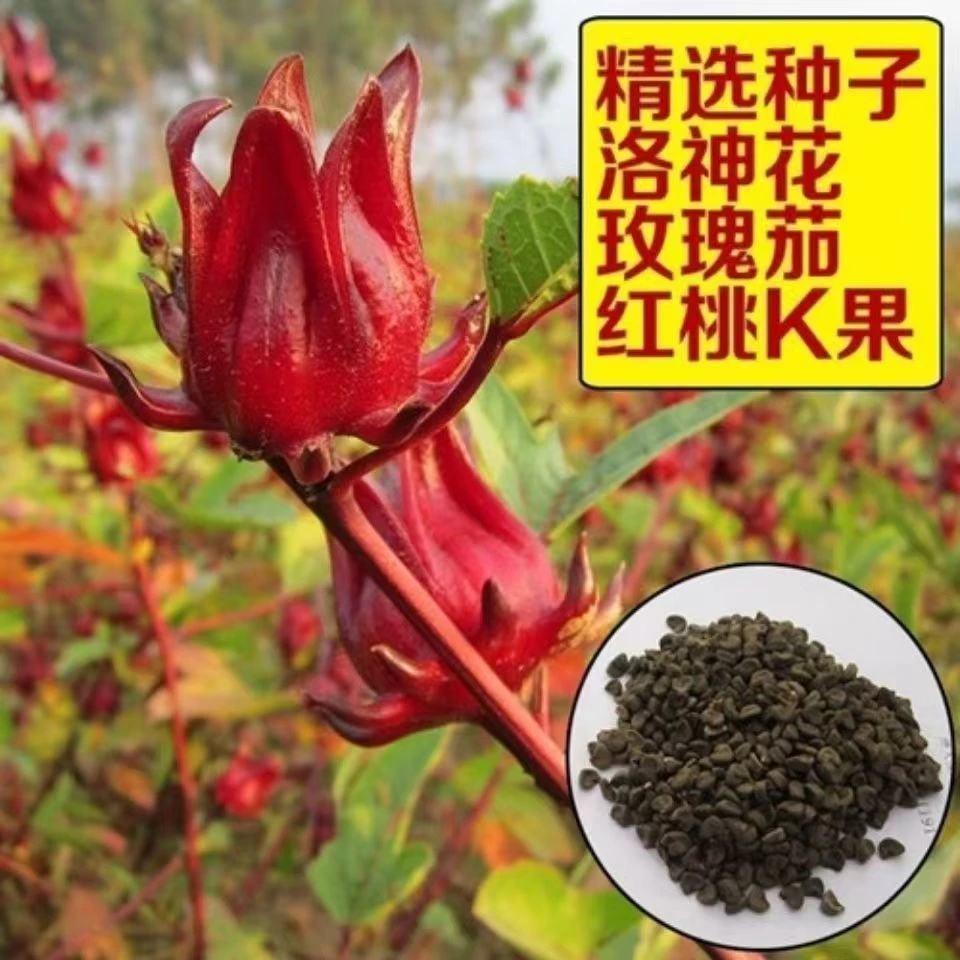 四季种植洛神花种子【红桃K种子】 玫瑰茄补血果花草茶种种子大全