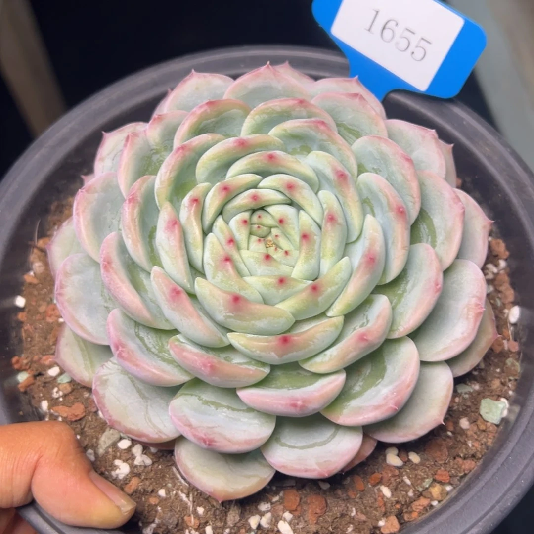 郭**°1655多肉多多的