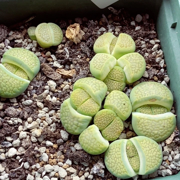 我的小姐姐们都是我的623