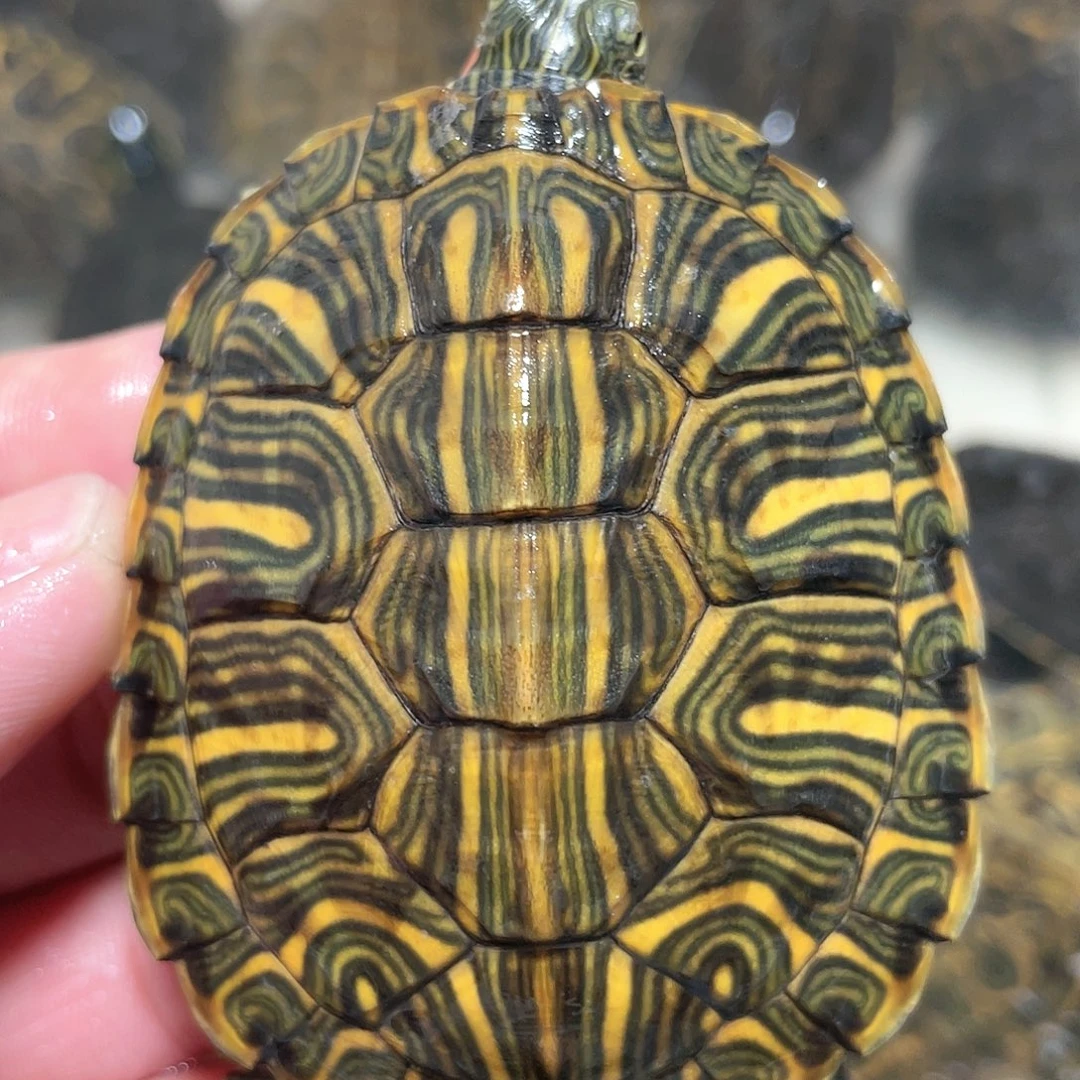 宠物龟不分公母6.9