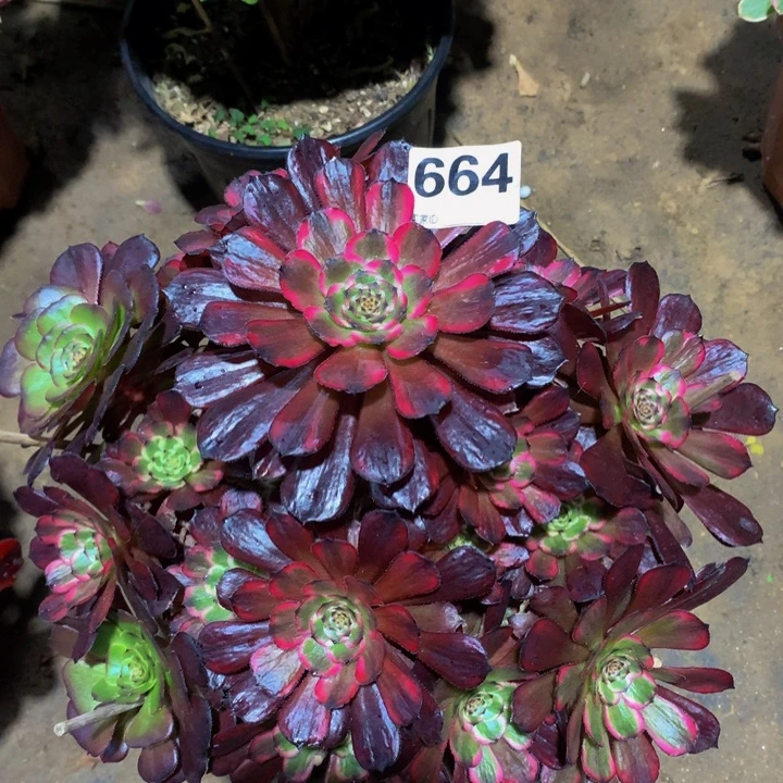 半***过无花朵十几6640000000