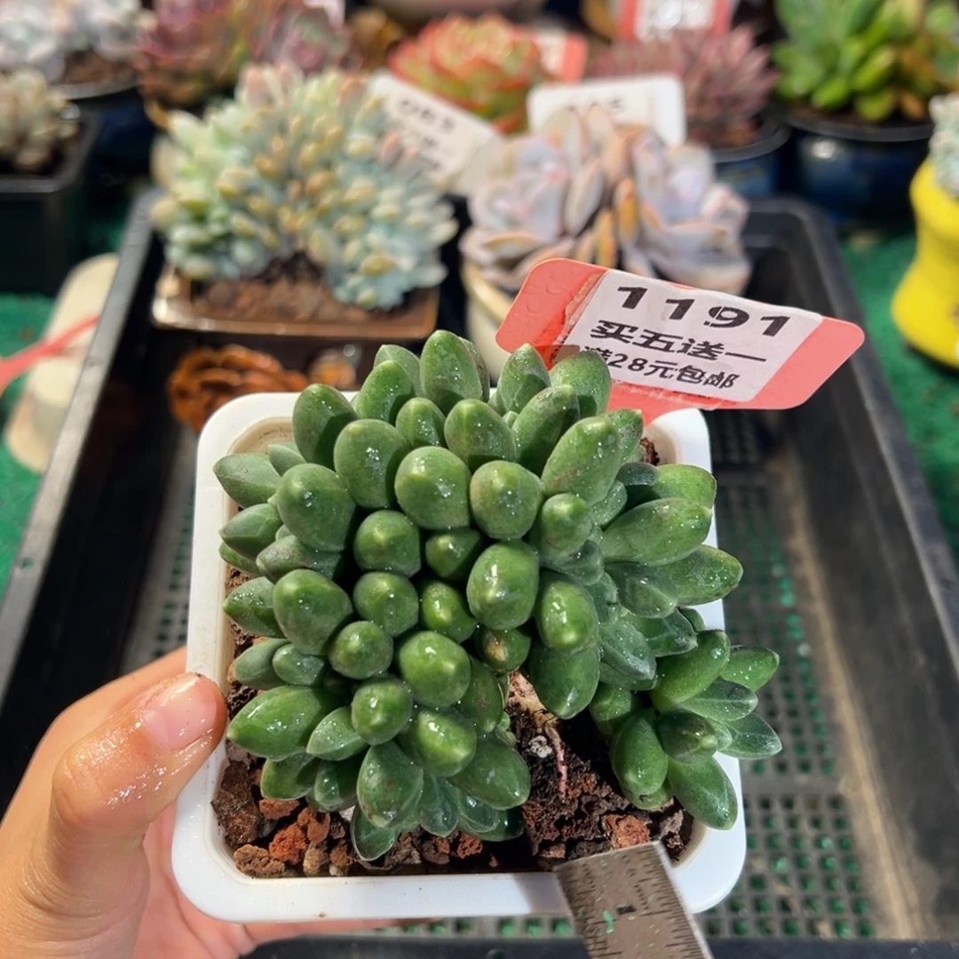 表妹精品多肉植物1191.