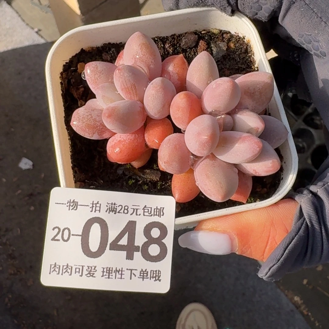 汤圆无盆土发货无盆