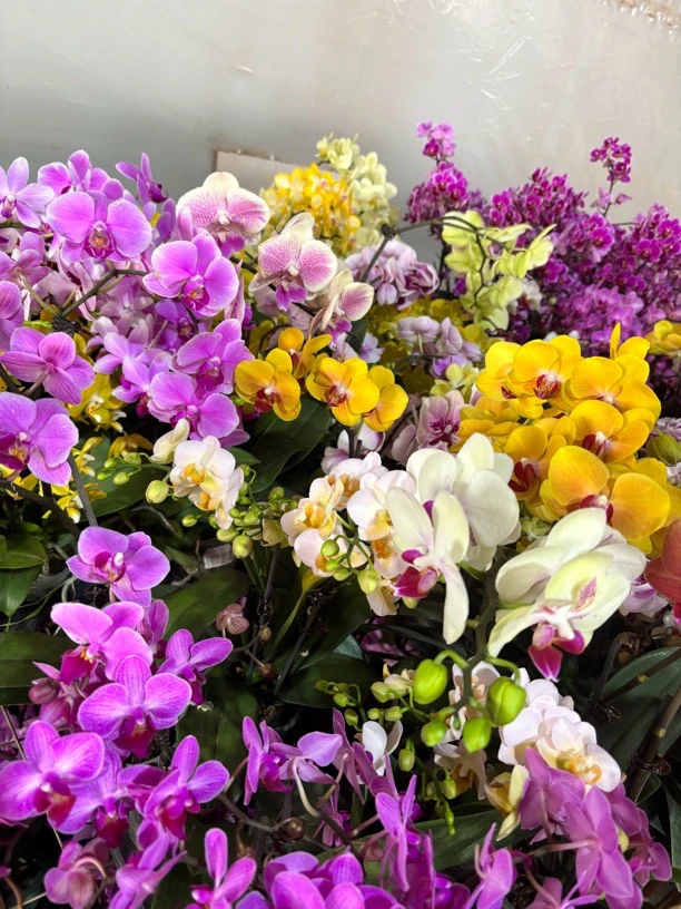 蝴蝶兰【混发】什么品种颜色都有不支持备注备注也没用