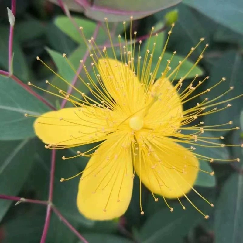 金丝梅花苗金丝桃绿化苗忙中花连翘小苗盆栽花卉金丝梅盆景盆景花