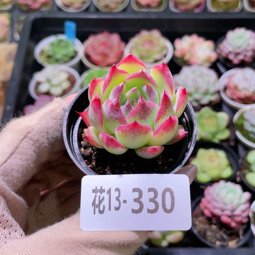 花利美13-330吉娃娃